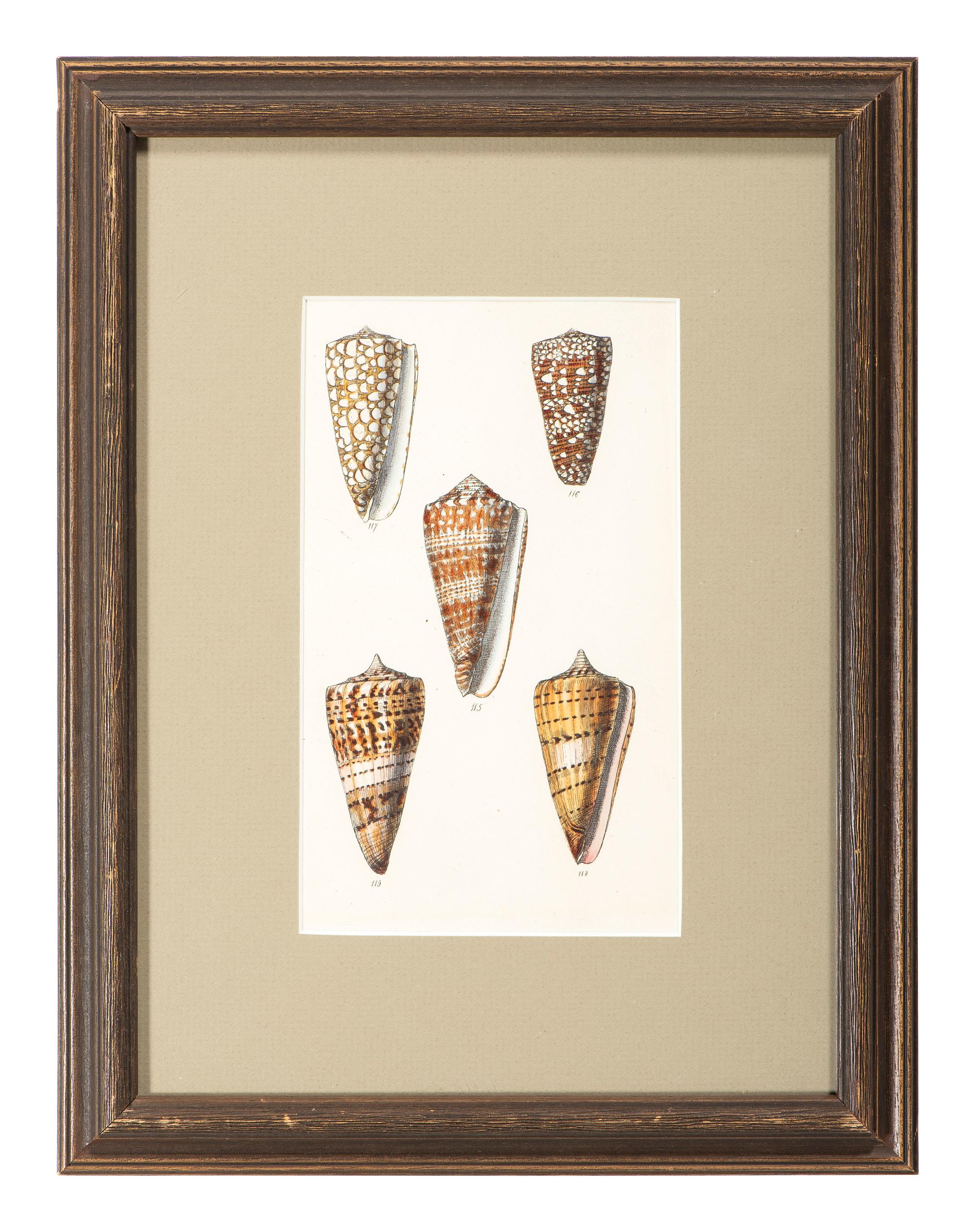Thirteen Hand-Colored Shell Engravings