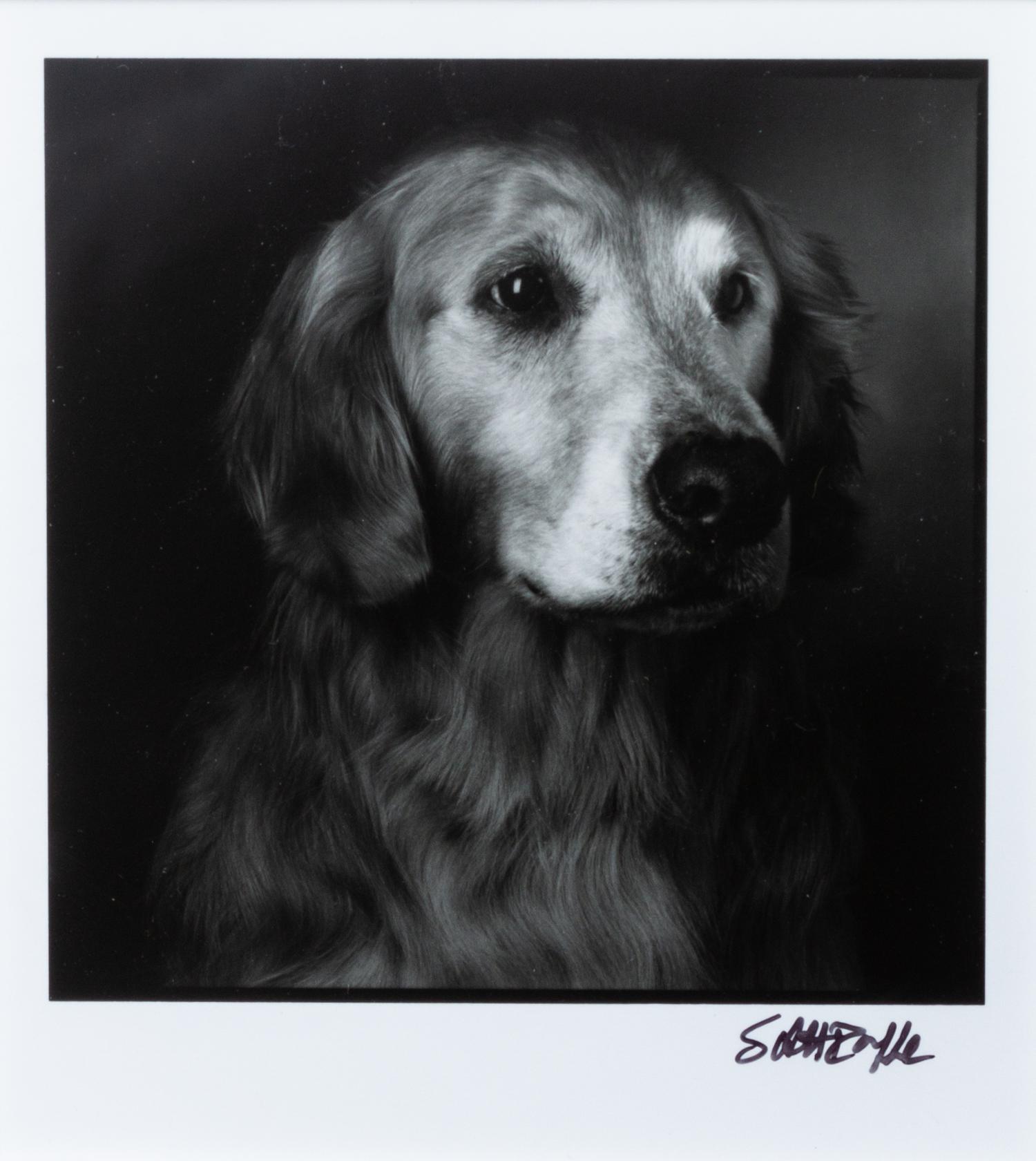 Two Photographs of Golden Retrievers Larger: 9 3/4 x 7 7/8 inches.