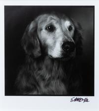 Two Photographs of Golden Retrievers Larger: 9 3/4 x 7 7/8 inches.