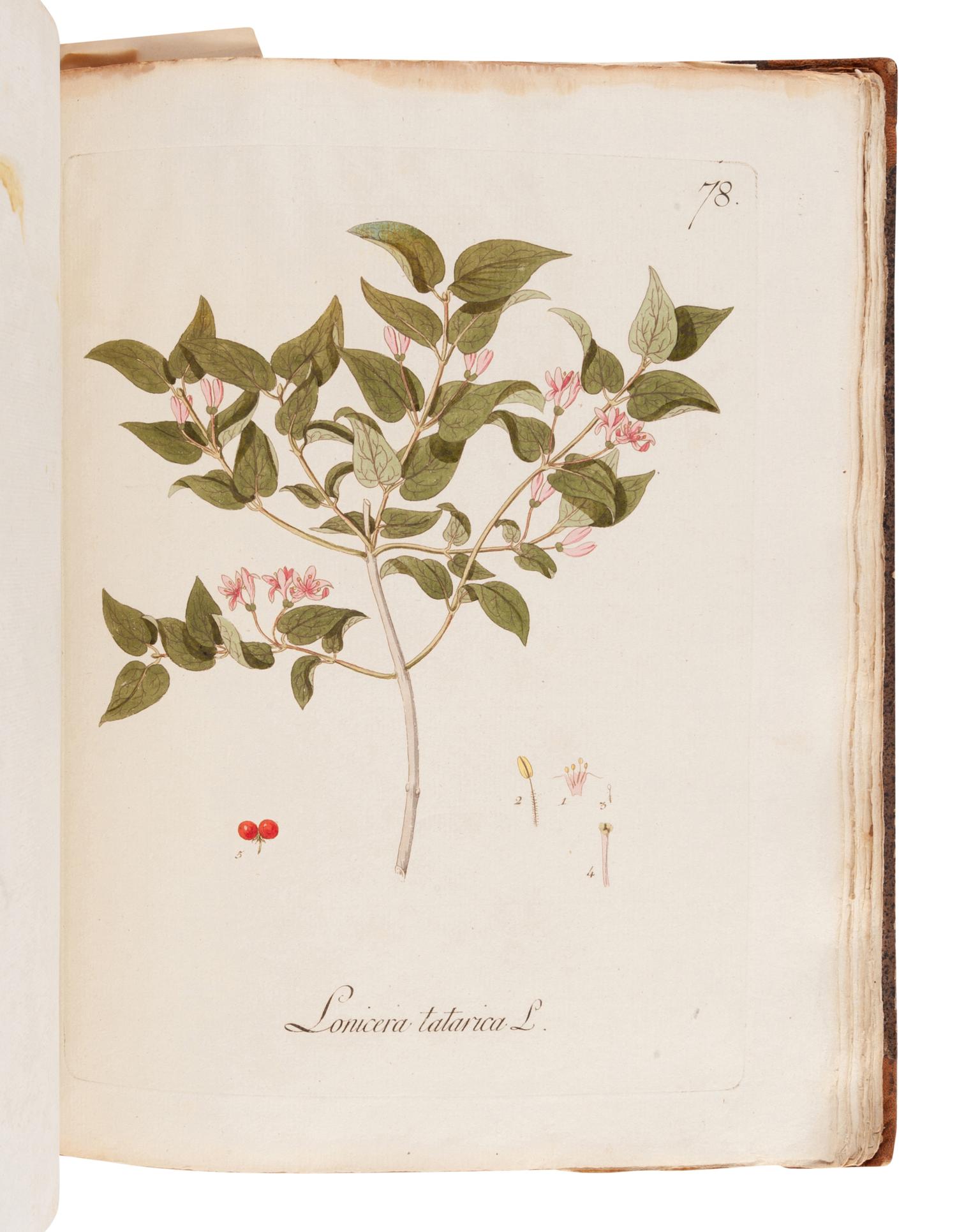 KERNER, Johann Simon (1755-1830). Abbildung Aller Oekonomischen Pflanzen. Stuttgart: Christoph Friedrich Cotta, 1786, 1788.