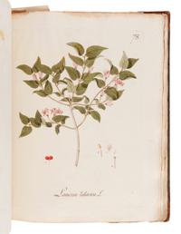 KERNER, Johann Simon (1755-1830). Abbildung Aller Oekonomischen Pflanzen. Stuttgart: Christoph Friedrich Cotta, 1786, 1788.