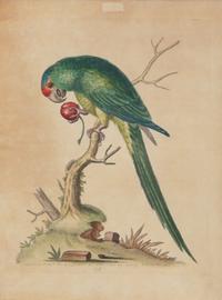A Set of Twelve Hand-Colored Engravings of Parrots from A Natural History of Uncommon Birds by George Edwards (English, 1694-1773)