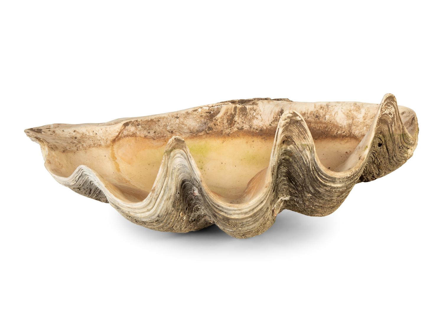 A Pair of Tridacna Gigas Giant Clam Shells