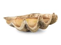 A Pair of Tridacna Gigas Giant Clam Shells