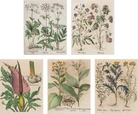 A Group of Five Framed Hand-Colored Botanical Engravings