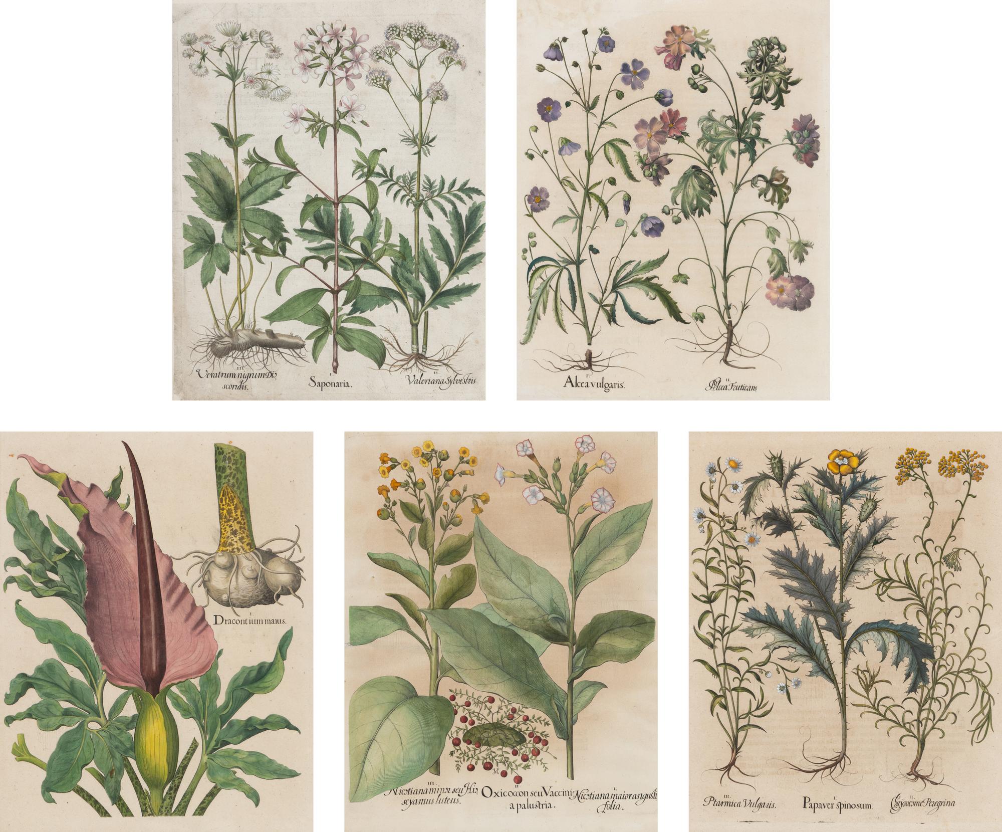 A Group of Five Framed Hand-Colored Botanical Engravings
