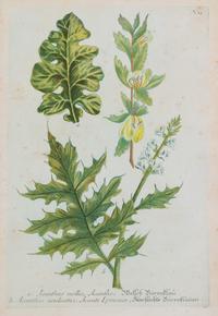 A Group of Six Hand-Colored Botanical Engravings from Johann Weinmann's Phytanthoza Iconographia — CIRCA 1740