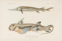 A Set of Eight Hand-Colored Fish Engravings