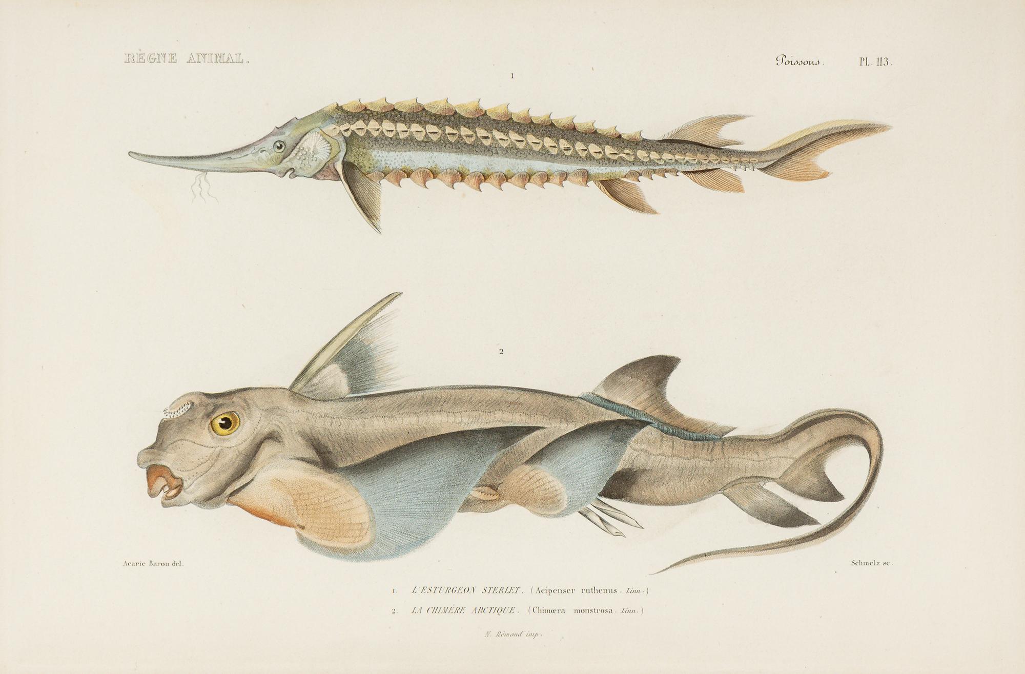 A Set of Eight Hand-Colored Fish Engravings