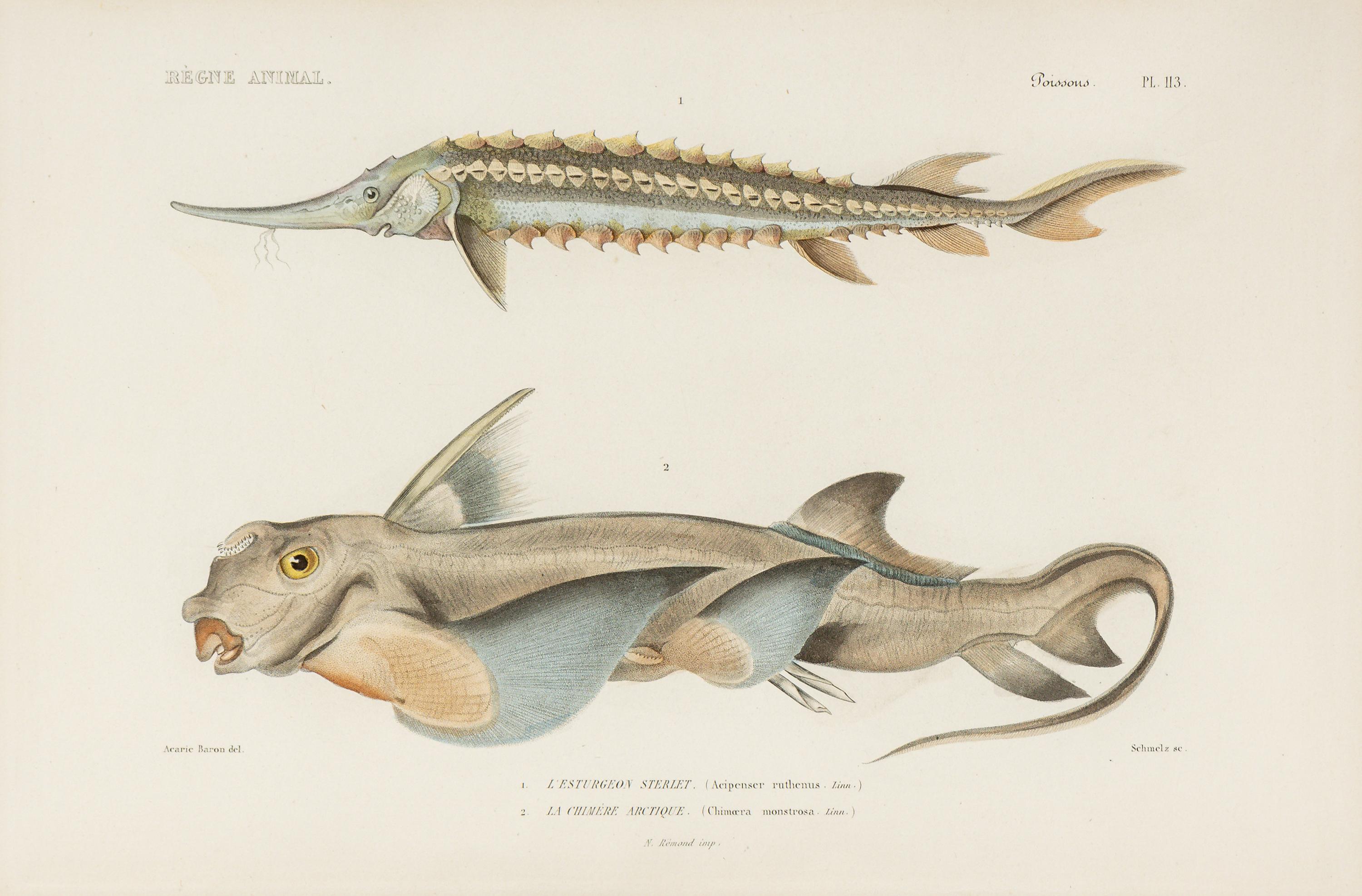 A Set of Eight Hand-Colored Fish Engravings
