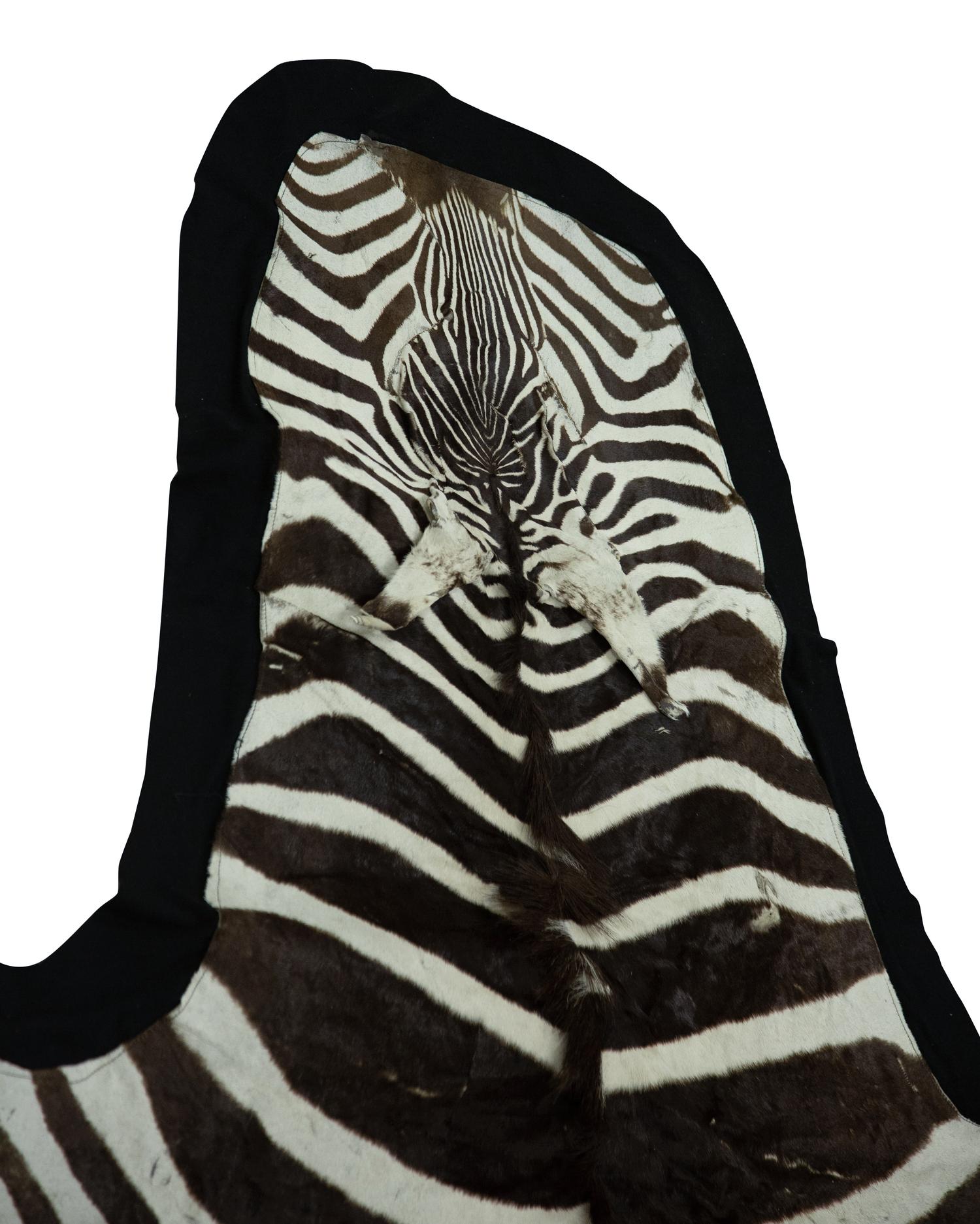 A Zebra Stallion Skin Rug
