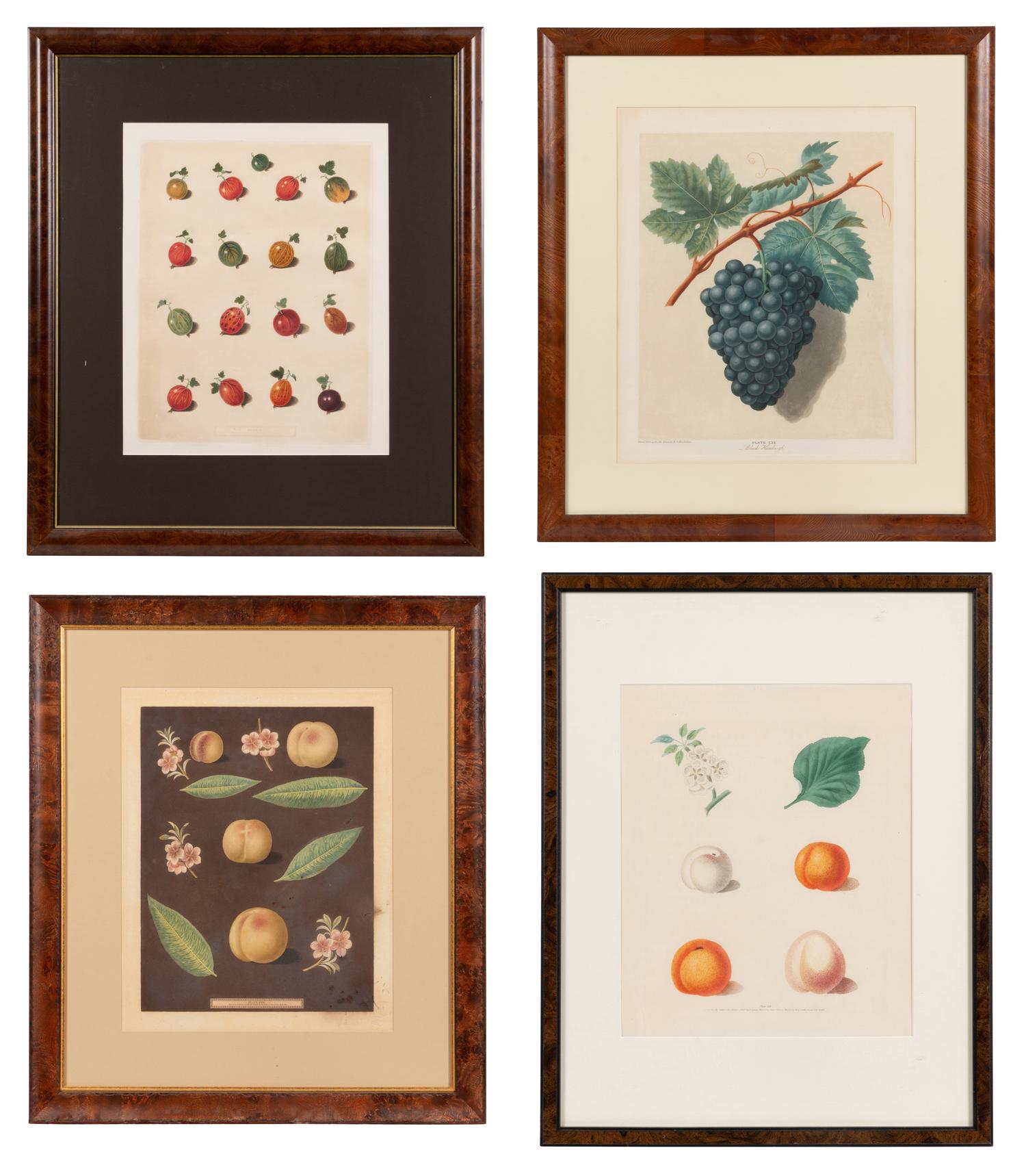 Four Hand Colored Fruit Engravings by George Brookshaw