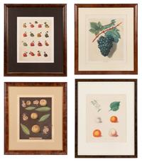 Four Hand Colored Fruit Engravings by George Brookshaw