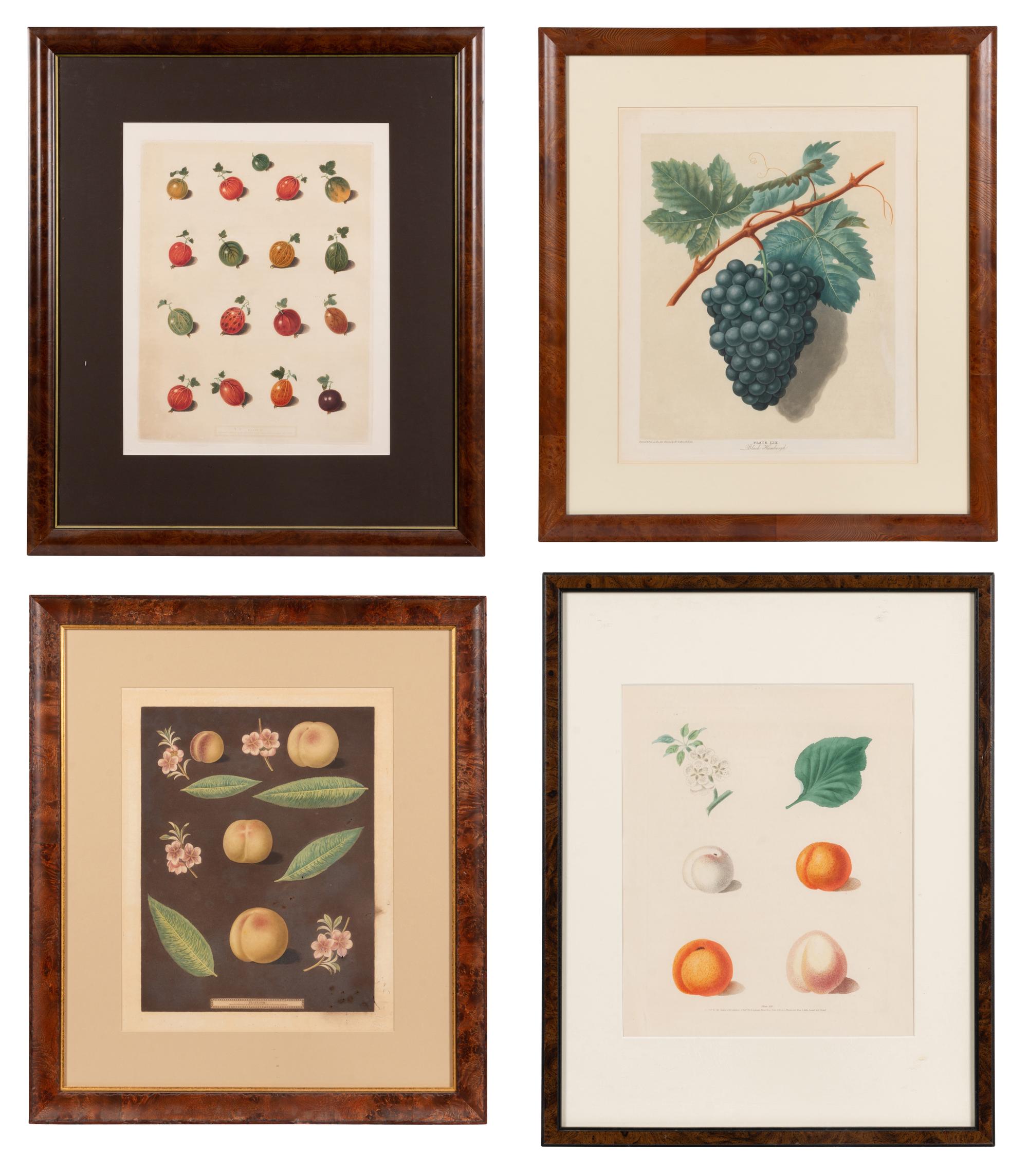 Four Hand Colored Fruit Engravings by George Brookshaw