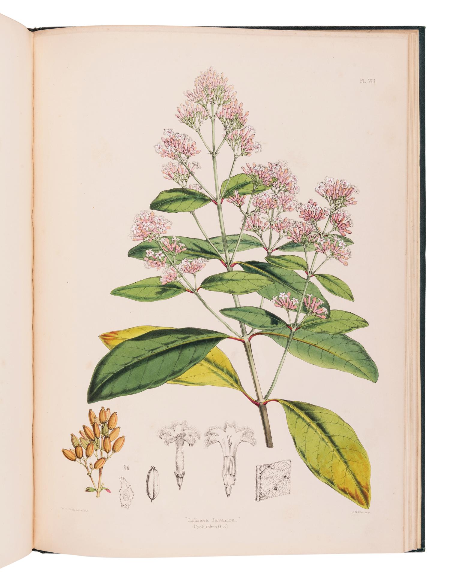 HOWARD, John Eliot (1807-1883). The Quinology of the East Indian Plantations . London: L. Reeve & Co.,, 1869-1876.