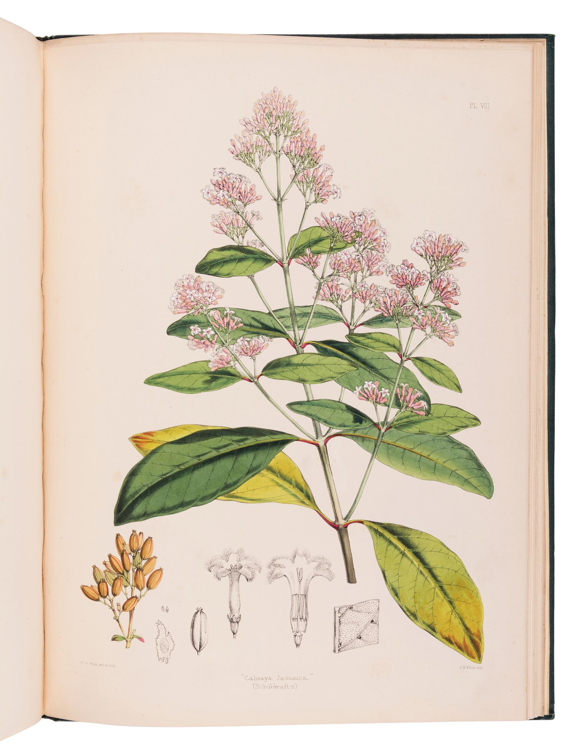 HOWARD, John Eliot (1807-1883). The Quinology of the East Indian Plantations . London: L. Reeve & Co.,, 1869-1876.