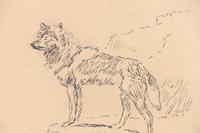 Wolf Facing Left