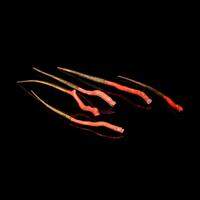 Five Red Coral Mounted 24K Gilt Hairpins, Zan, 20th Century