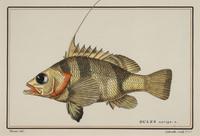 A Pair of Ichthyological Prints After Werner Del Marechal