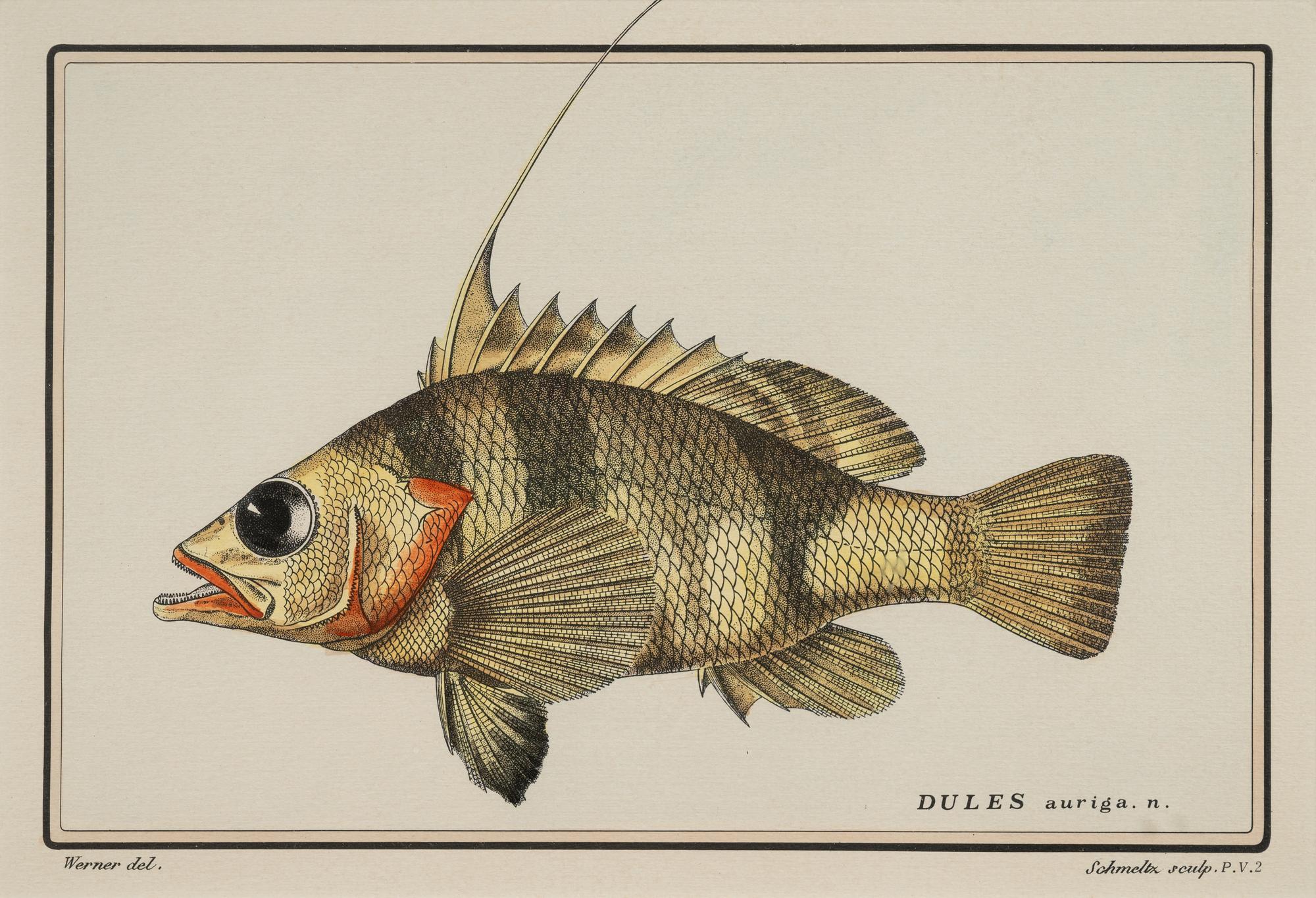 A Pair of Ichthyological Prints After Werner Del Marechal