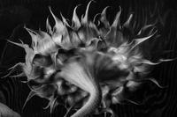 Paul Caponigro (born 1932) Winthrop, Massachusetts, 1965