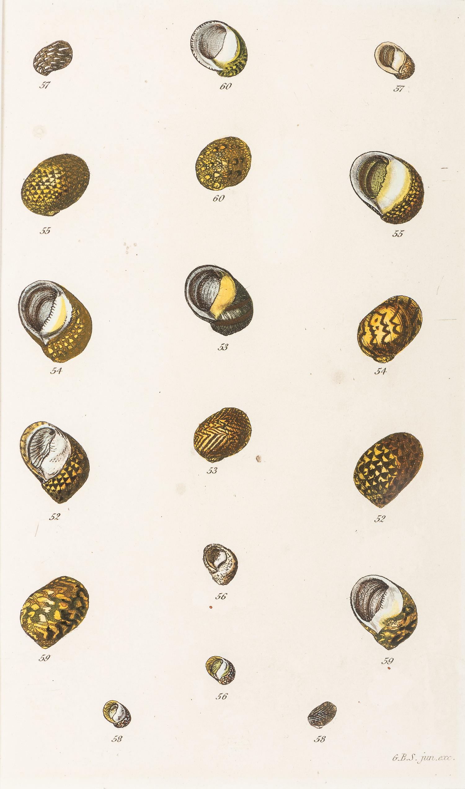 Thirteen Hand-Colored Shell Engravings