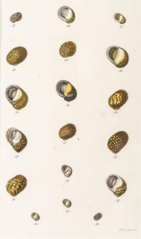 Thirteen Hand-Colored Shell Engravings