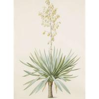PIERRE-JOSEPH REDOUTÉ (FRENCH 1759–1840) “YUCCA GLORIOSA" FROM LES LILIACÉES