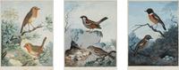 Sydenham Teast Edwards (British, 1768-1819)