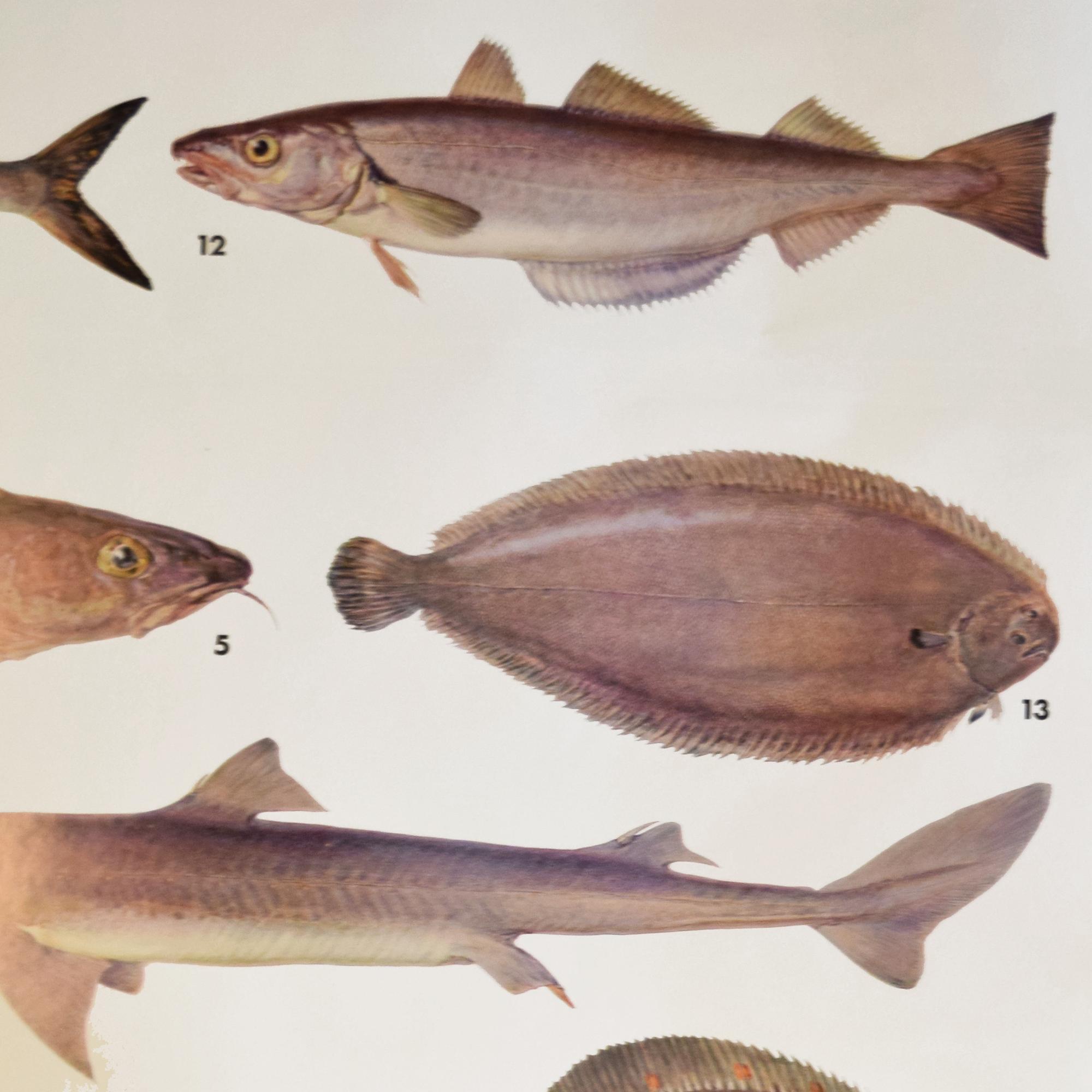 An Educational Poster of Marine Fish 53" W x 1" D x 64" H — Germany, Mid-20th Century