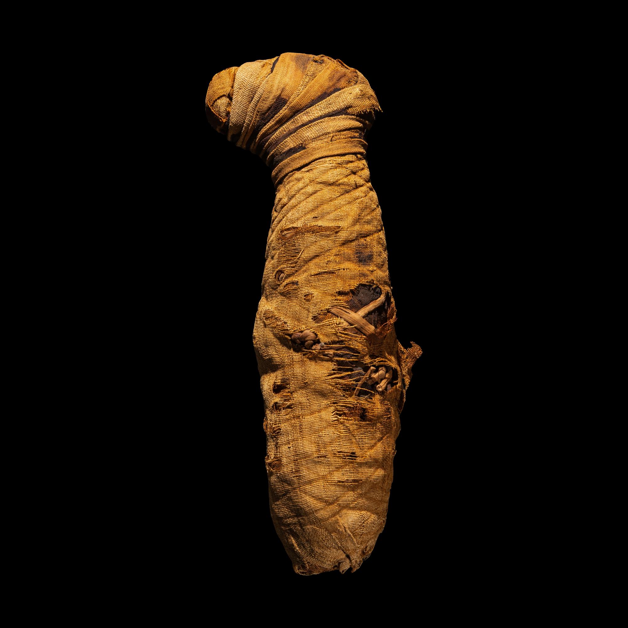 An Egyptian Mummified Jackal