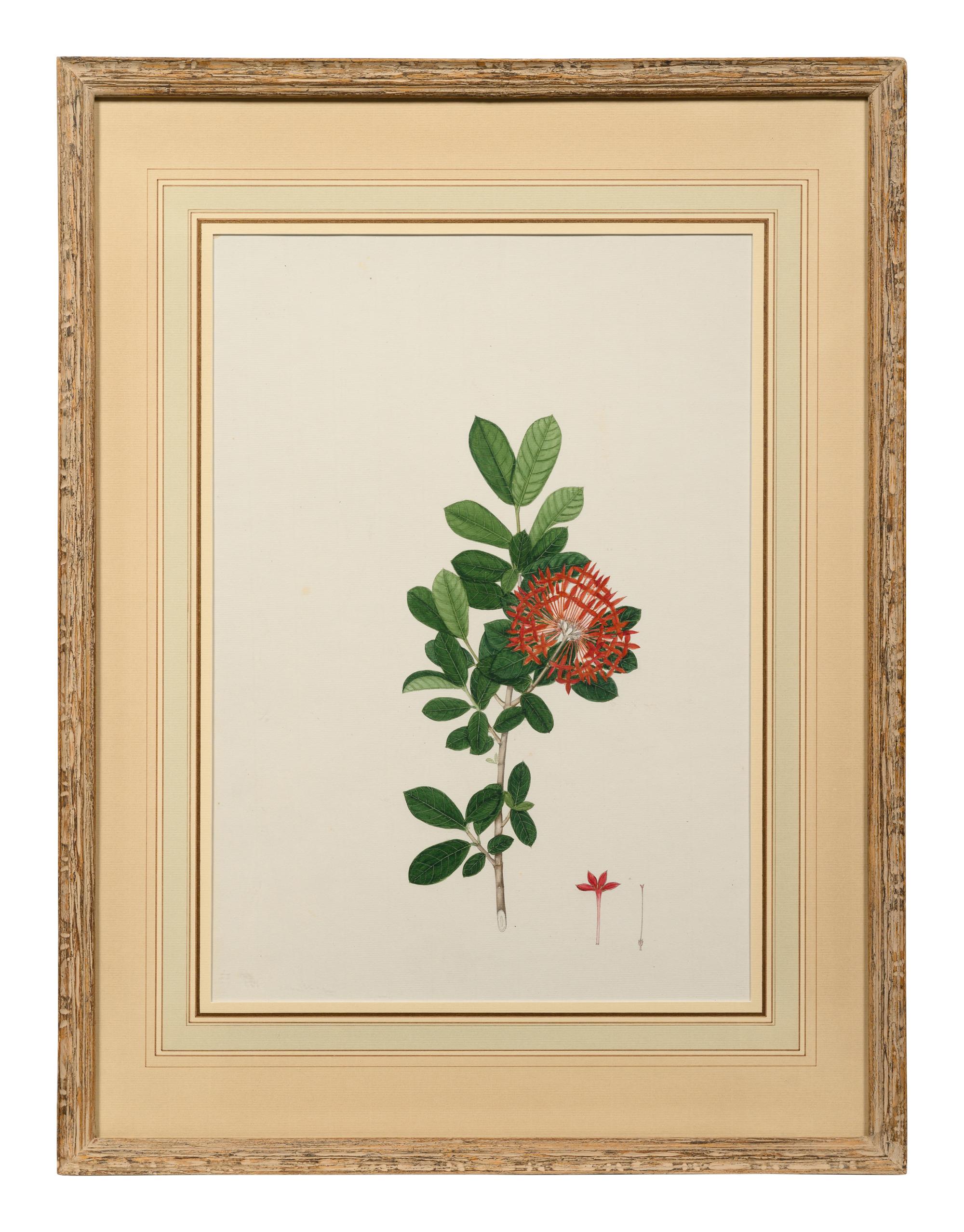 A Set of Six Botanical Artworks