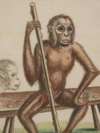 A Group of Six Continental Engravings Depicting Primates (Second Half 19th Century)