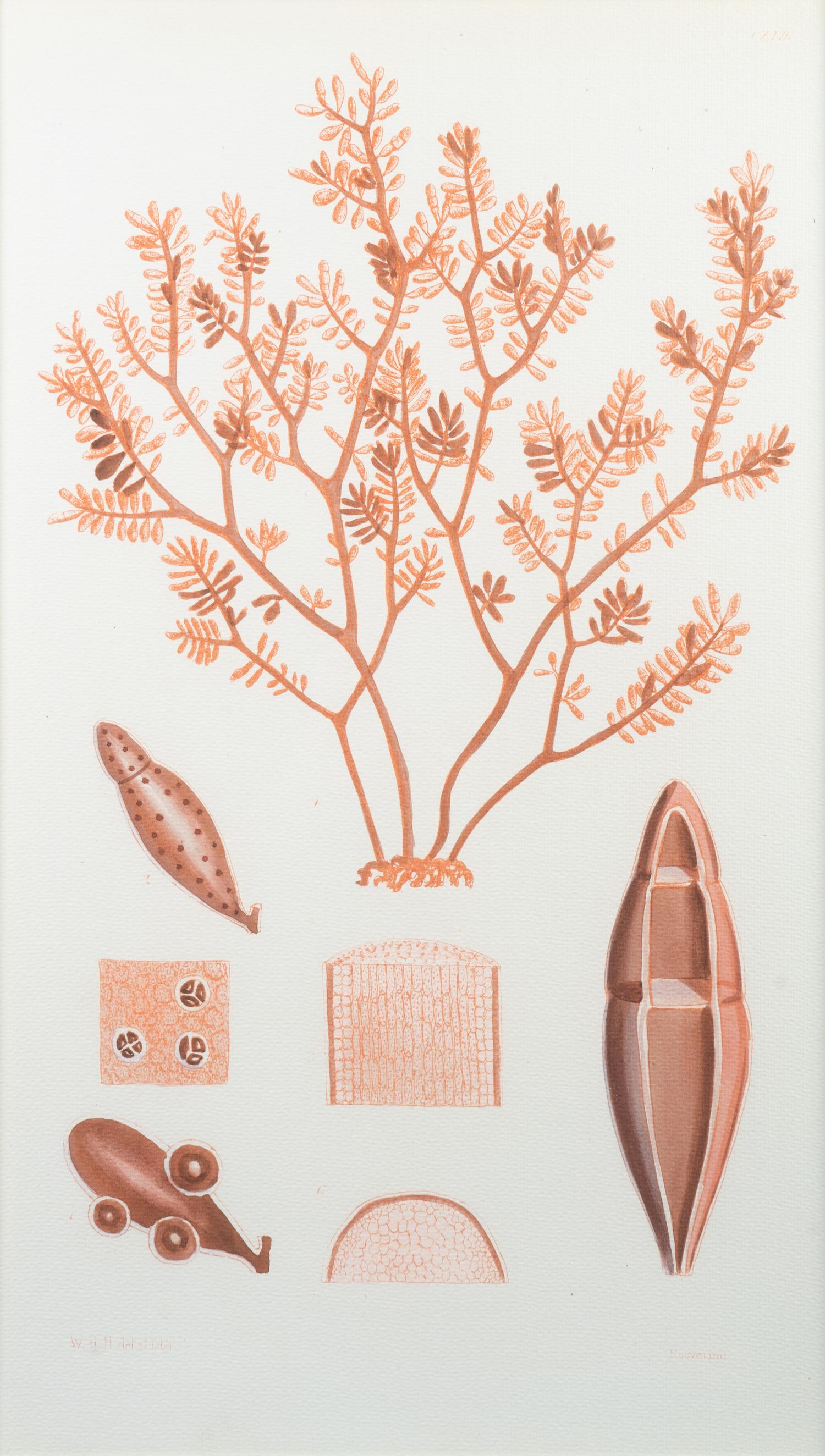 A Set of Three Framed Decorative Prints of Coral — 20TH CENTURY