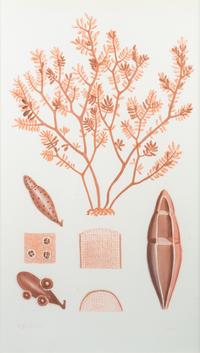 A Set of Three Framed Decorative Prints of Coral — 20TH CENTURY