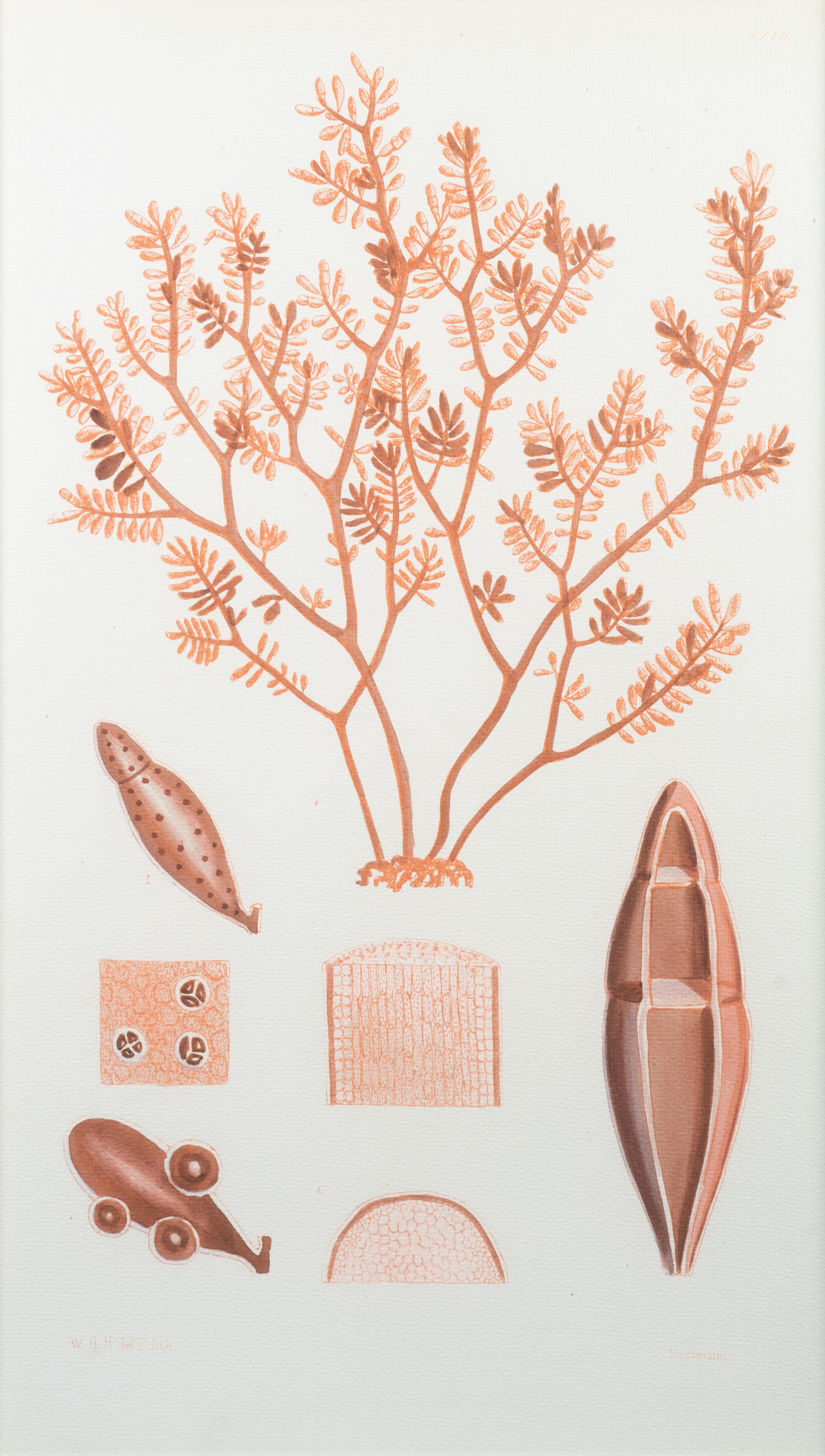 A Set of Three Framed Decorative Prints of Coral — 20TH CENTURY