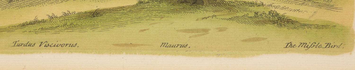 A Pair of Hand Colored Ornithological Engravings