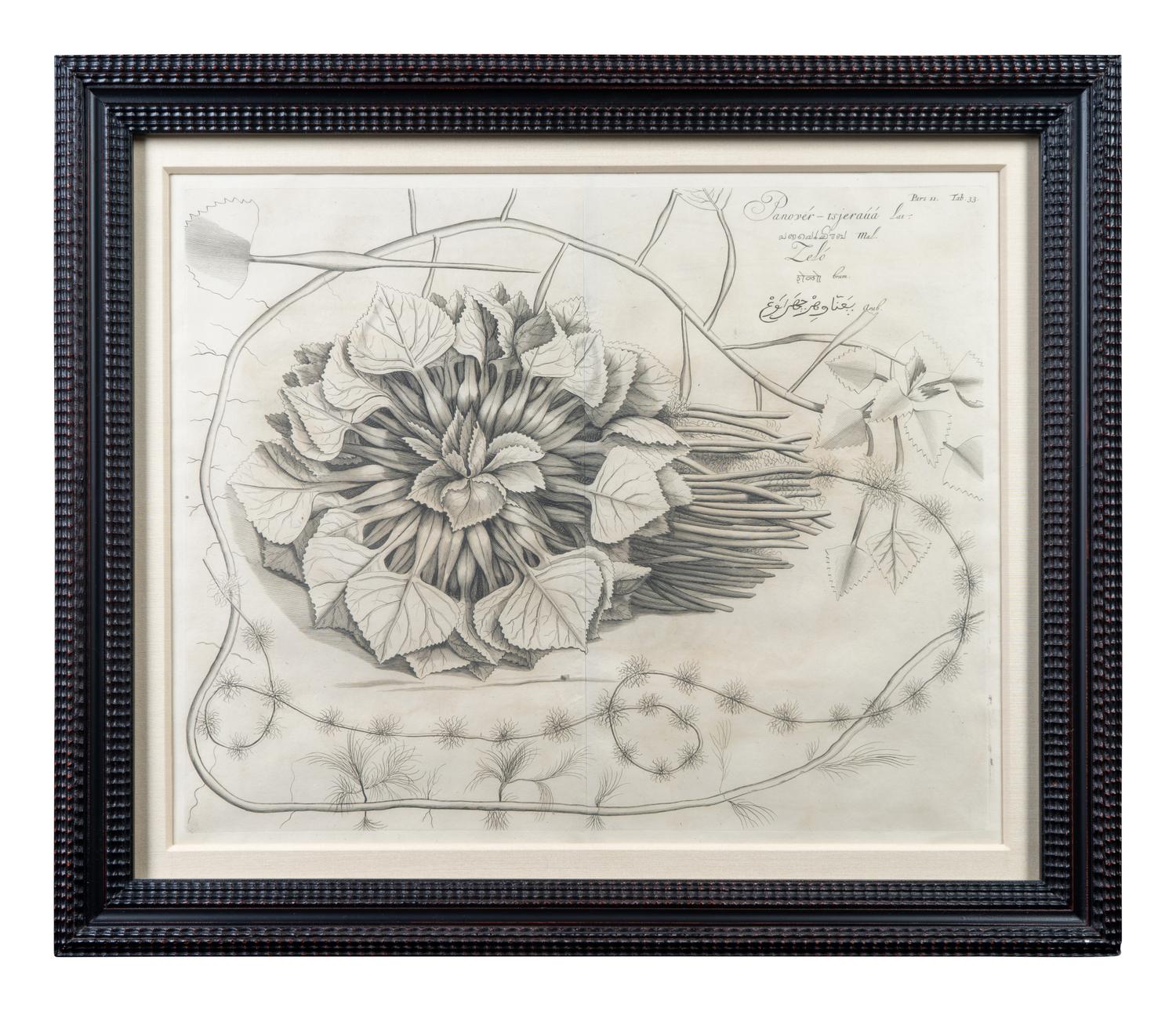 A Set of Six Framed Botanical Engravings
