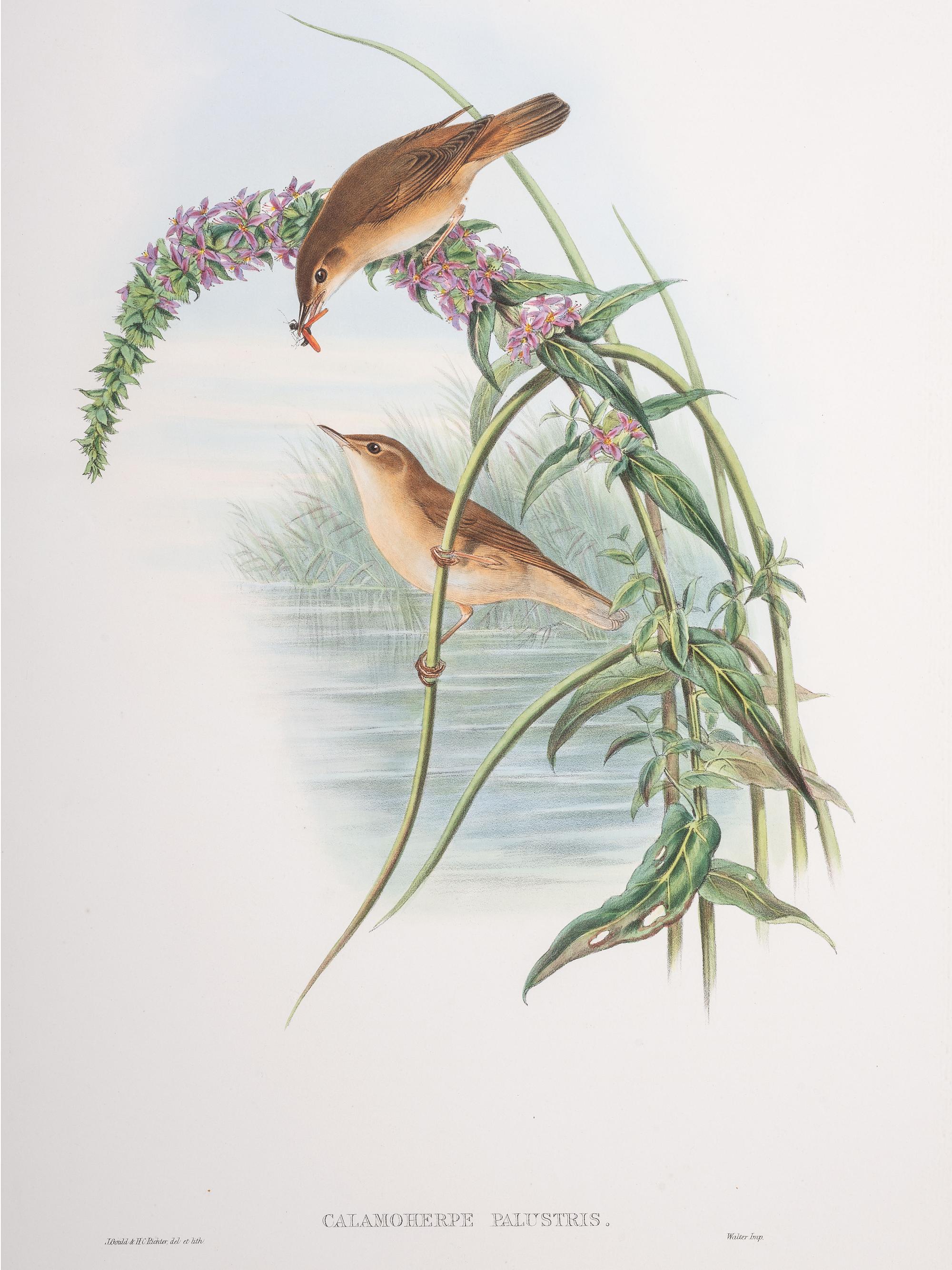 Eight Framed Avian Prints
