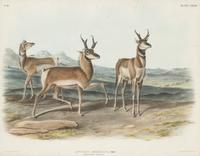 AUDUBON, John James (1785-1851)