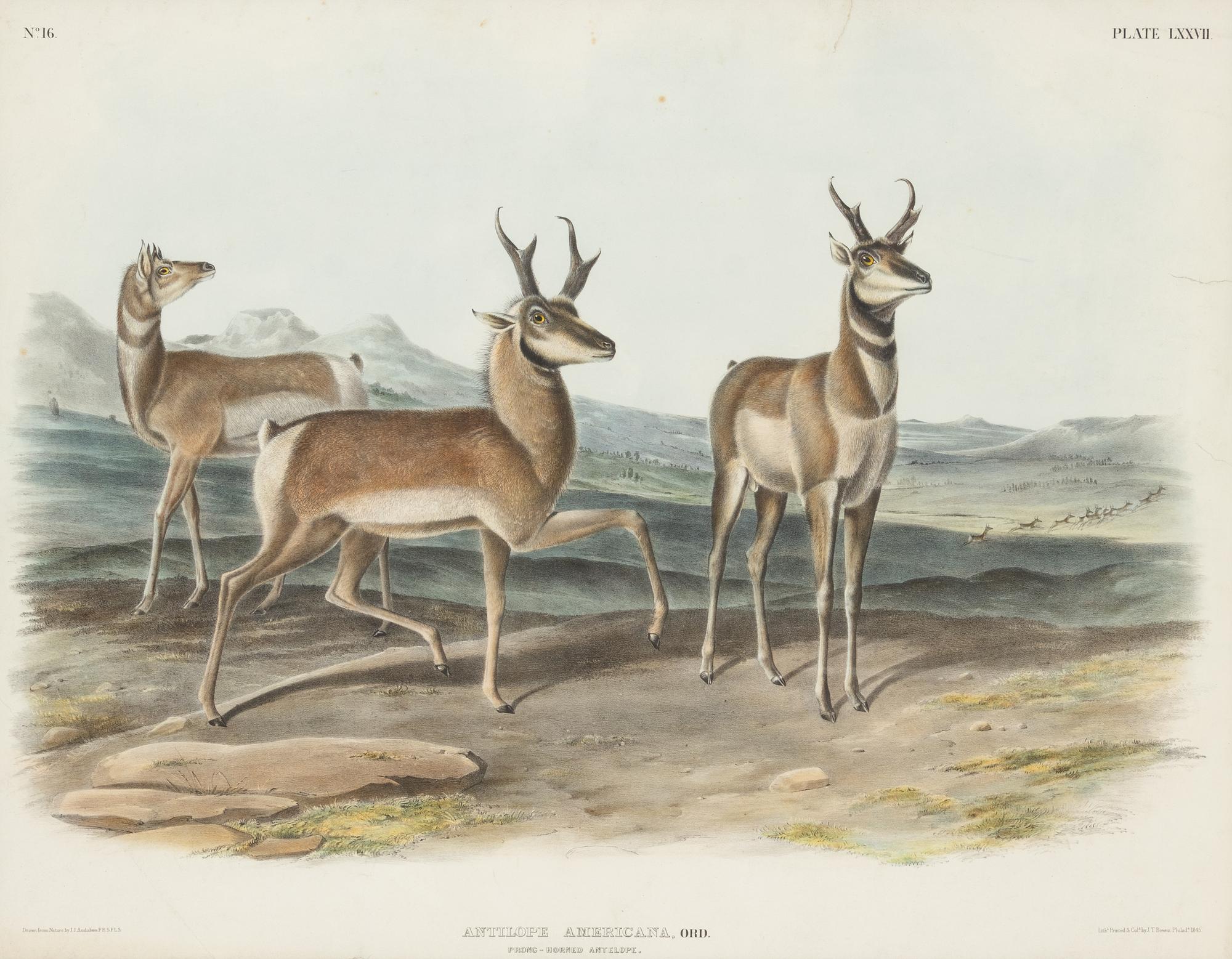 AUDUBON, John James (1785-1851)