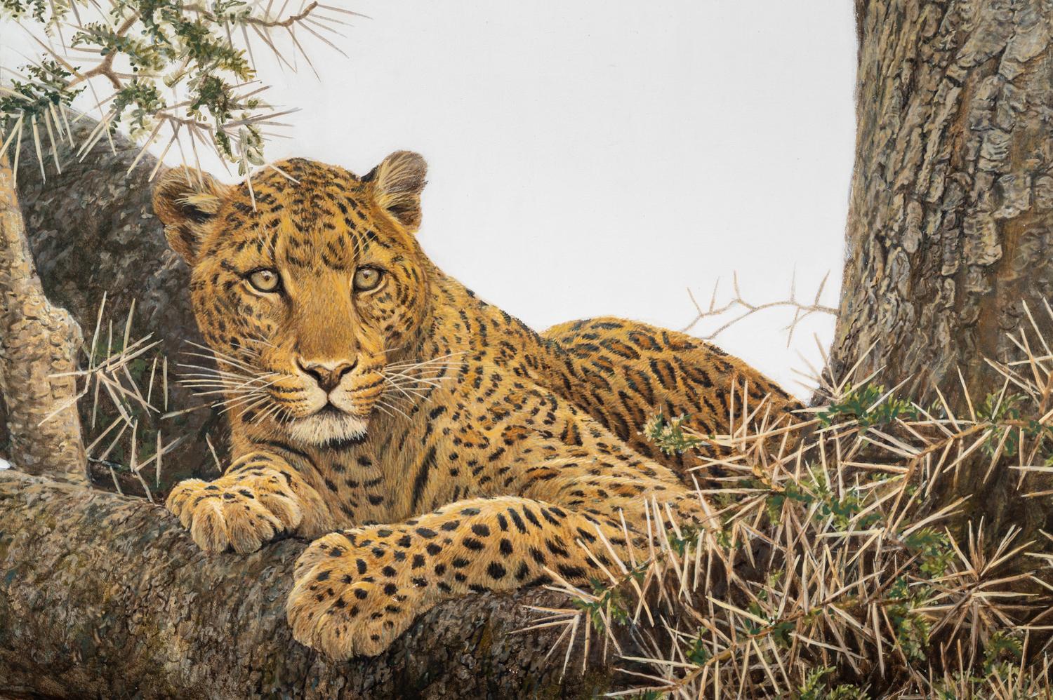 Leopard and Thomson Gazelle Kill
