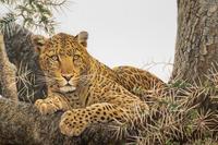 Leopard and Thomson Gazelle Kill