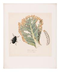 [MANUSCRIPT]. KOLLAR, Vincenz (1797-1860). "Abbildung und Beschreibung schädlicher Insecten. Ms. mit aquarellierten Handzeichnungen." [Vienna, ca 1839-1847].