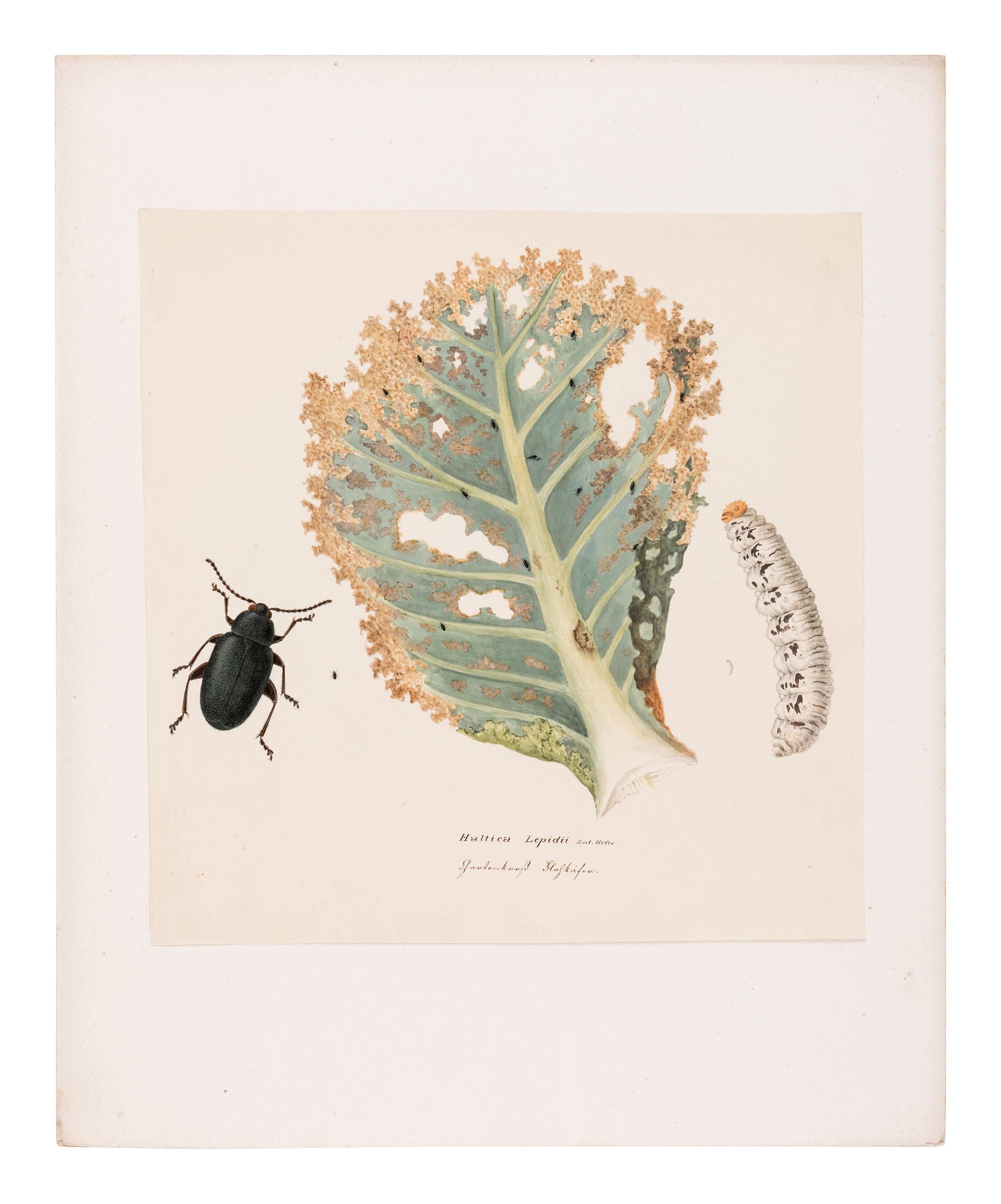 [MANUSCRIPT]. KOLLAR, Vincenz (1797-1860). "Abbildung und Beschreibung schädlicher Insecten. Ms. mit aquarellierten Handzeichnungen." [Vienna, ca 1839-1847].