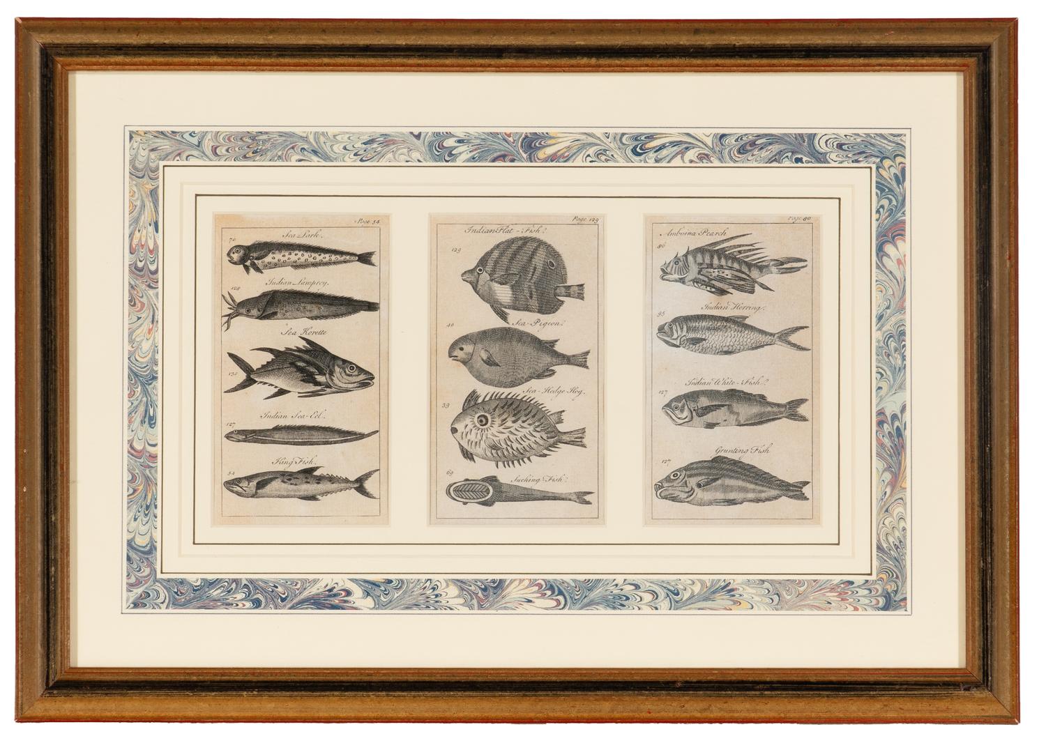 A Set of Seven Framed Groups of Ichthyological Engravings