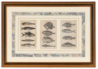 A Set of Seven Framed Groups of Ichthyological Engravings