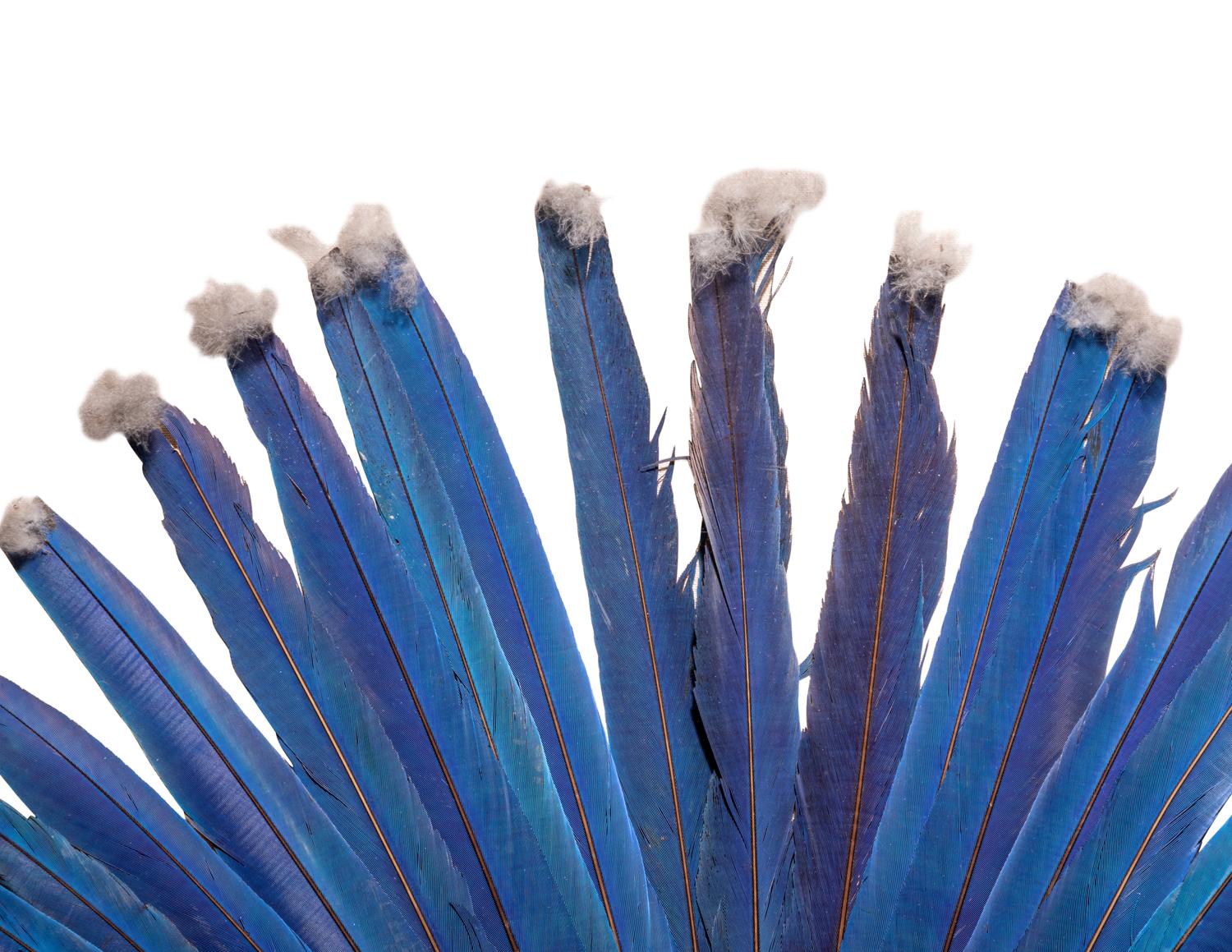 A Juruna Feather Headdress