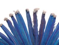 A Juruna Feather Headdress