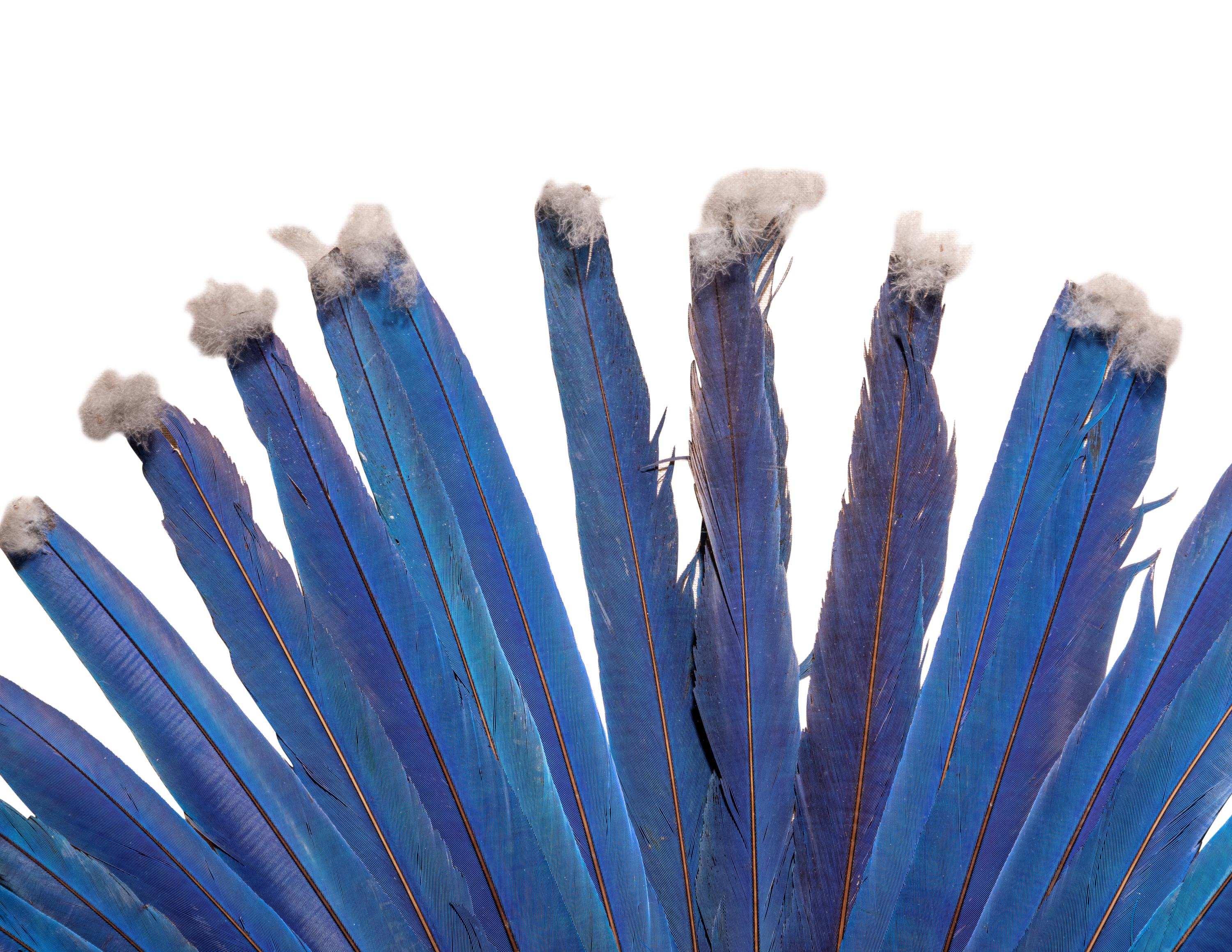 A Juruna Feather Headdress